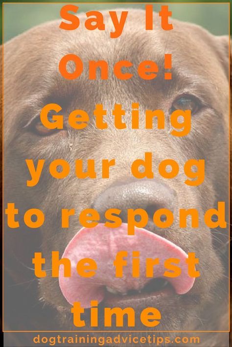 Dog Training Ideas, Dog Biting Training, Dog Training Barking, Dog Obedience Training, Dog Commands, Dog Behavior Training, Training Ideas, Dog Behavior Problems, Basic Dog Training