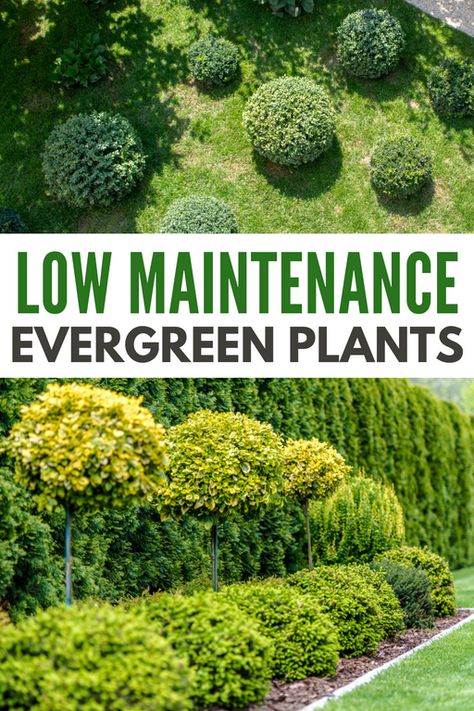 Evergreen Hedges Landscaping, Evergreen Fence Plants, Evergreen Outdoor Plants, Driveway Planting Ideas Uk, Evergreen Plants For Borders, Evergreen Front Garden, Evergreen Landscape Design, Evergreen Borders Uk, Ever Green Plants Outdoor