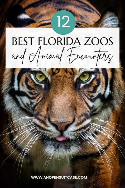 Adrenaline Activities, Port St Joe Florida, New Port Richey Florida, Port Richey Florida, Animal Encounters, Okaloosa Island, Vero Beach Florida, Seaside Florida, Animal Experiences