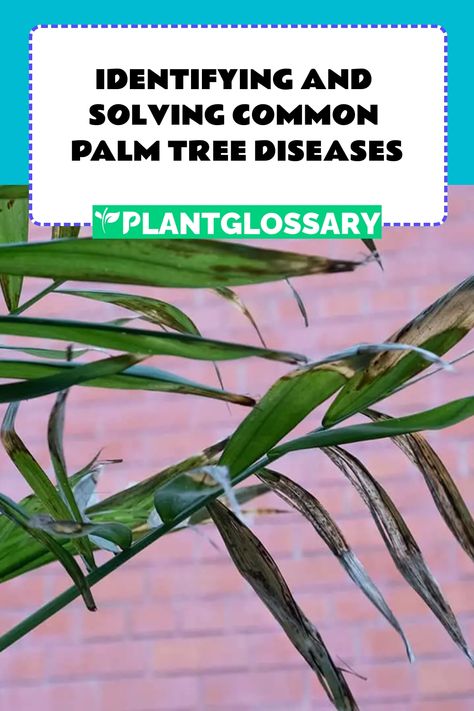 Palm trees symbolize tropical paradise, but they're not immune to trouble. In this article, we'll identify common palm tree diseases and offer effective solutions to keep your palms healthy. Palm Tree Care, Alexander Palms, Mexican Fan Palm, Canary Island Date Palm, Indoor Palm Trees, Fishtail Palm, Majesty Palm, Bamboo Palm, Indoor Palms