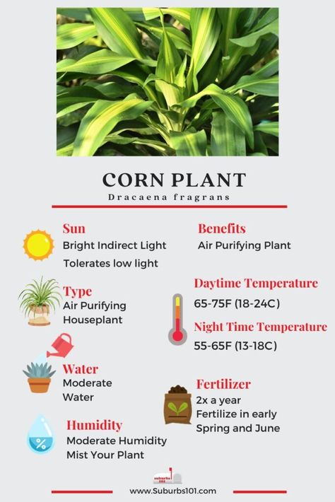 Snack Plant Care, Corn Plants Indoor, Dracaena Fragrans Plant Care, Dracaena Plant Types, Dracena Plant Care, Corn Plant Indoor Care, Corriander Plant, Corn Plant Indoor, Dracena Fragrans