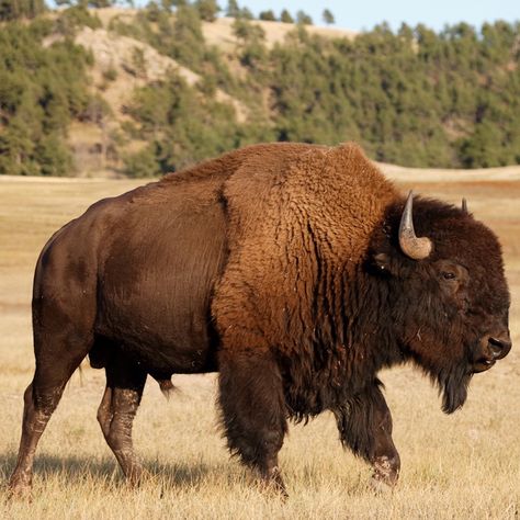 Bison Reference, Bison Photo, 2000s Theme, American Bison, Animal Symbolism, Face References, 1 Tattoo, Animal Reference, Face Reference