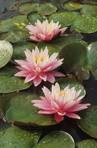 Nymphaea Lotus, Lotus Flower Art, Water Lilly, Nothing But Flowers, Flower Therapy, Pretty Plants, Water Flowers, Water Lily, Exotic Flowers