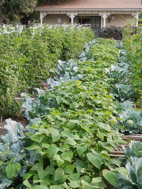 interplanting-beans Beans Garden Ideas, Scarlet Runner Beans Trellis, Long Beans Garden, Broad Beans Growing, San Antonio Botanical Garden, Herb Garden Design, Farm Projects, The Gardener, Central Texas