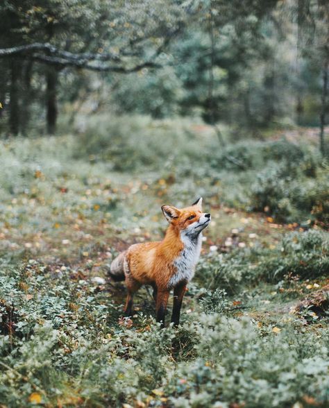 Grace. — Alex Mazurov Fuchs Baby, Animals Tattoo, Cute Fox, Woodland Creatures, Red Fox, Narnia, Woodland Animals, Animals Friends, Spirit Animal