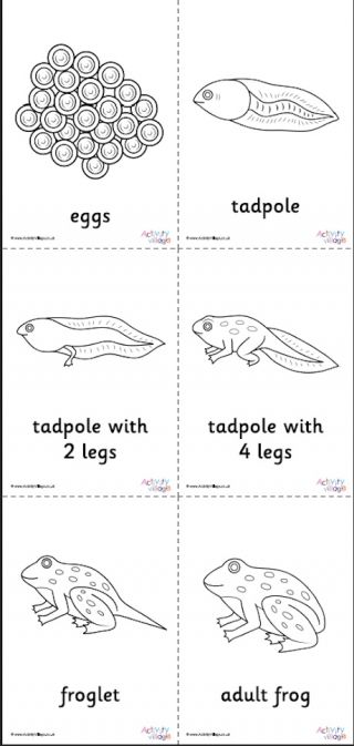 Frog Life Cycle Colouring Page Tadpole Life Cycle, Frog Life Cycle Printable, Frog Life Cycle Craft, Frog Life Cycle Activities, Life Cycles Preschool, Life Cycle Of A Frog, Cycle Drawing, Frog Activities, Frog Life Cycle