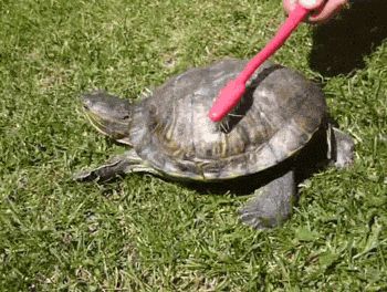 TURTLE DUMP or... I LIKE TURTLES. A small collection of turtle gifs - Imgur World Turtle Day, Dancing Animals, Turtle Love, Slim Fast, Cute Turtles, Animal Facts, Cute Animal Videos, Cute Animal Drawings, Cute Funny Animals