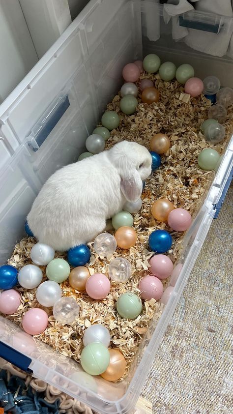 Rabbit Dig Box Ideas Diy, Diy Digging Box For Bunny, Diy Rabbit Playground, Rabbit Digging Box Indoor, Toys For Bunny, Digging Box For Rabbits, Dig Box For Rabbit, Rabbit Dig Box Ideas, Bunny Dig Box Ideas