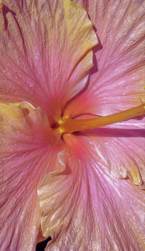 Calypso Aesthetic, Coco Calypso, Y2k Profile Picture, Iphone Wallpaper Photos, Iphone Wallpaper Themes, Flower Therapy, Paint Background, Hawaiian Flowers, Iphone Background Wallpaper