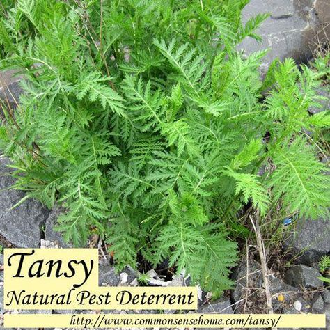 Tansy Plant, Planting Raised Garden Beds, Garden Homestead, Witchy Garden, Pest Repellent, Garden Companion Planting, Natural Insecticide, Homesteading Ideas, Landscape Inspiration