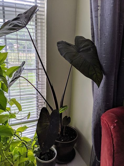 13 Stunning Black Indoor Plants | Best Black Houseplants | Balcony Garden Web Dark Plants, Black Succulents, Colocasia Esculenta, Taro Plant, Plants At Home, Goth Garden, Elephant Ear Plant, Gothic Garden, Black Garden