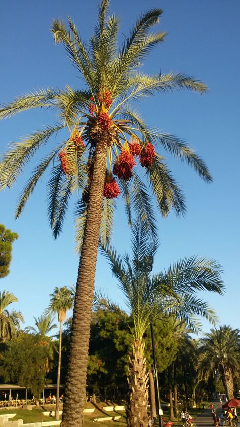 Palm Trees Desert, Palm Tree Reference, Saudi Stamp, Foliage Reference, Desert Palm Trees, Redeemed Tattoo, Sketchbook Flowers, Date Palm Tree, Palm Tree Images