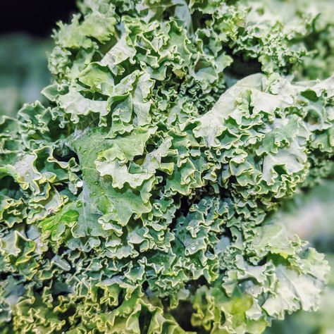 How to Harvest Kale So It Keeps Growing All Season How To Harvest Kale, Harvest Kale, Harvesting Kale, Kale Plant, Cabbage Worms, Insect Netting, Kale Leaves, Garden Harvest, Kale Chips