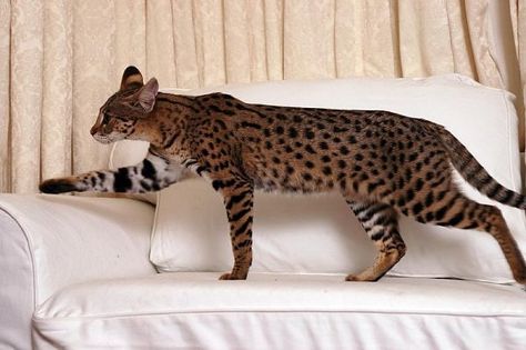 Savannah Cat Full Grown, African Serval Cat, African Wild Cat, Savannah Kitten, Savannah Cats, Serval Cats, Savannah Cat, Cat Posters, Bengal Cat