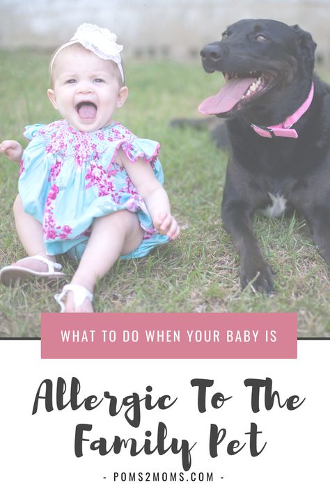 When pets are part of the family, how do you cope when you learn your little one is allergic? Here are 7 tips to making allergies and animals, compatible. #allergies #dogs #kids Allergic To Dogs, Kids Allergies, Appalachian State University, Pet Allergies, Itchy Eyes, Dog Allergies, Childrens Health, Baby Hacks, Dog Health