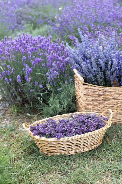 Lavender Bushes, Lavender Growing, Lavender Bush, Allium Flowers, Lavender Plants, Lavender Cottage, Natural Bug Repellent, Growing Lavender, Violet Flowers