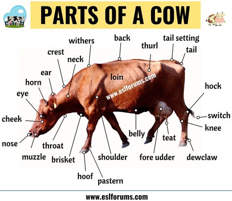 Cow Anatomy: Different Parts of a Cow with ESL Picture! Cow Anatomy, Parts Of A Cow, Animals Name In English, Animal Body Parts, Animal Names, Learning English For Kids, Animal Anatomy, List Of Animals, English Language Teaching