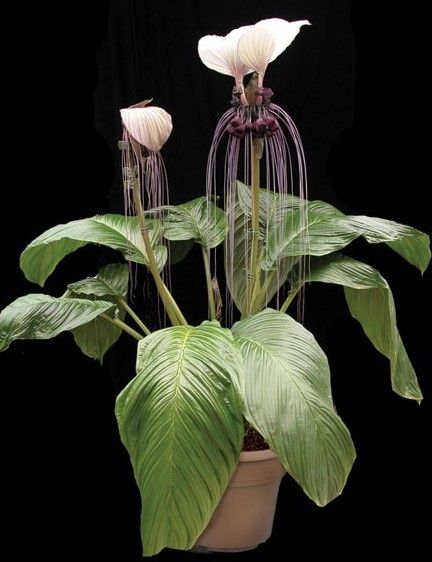 Tacca Integrifolia, Bat Plant, Windowsill Plants, Bat Flower, Istoria Artei, Zone 10, Strange Flowers, Plant Fungus, Fragrant Plant