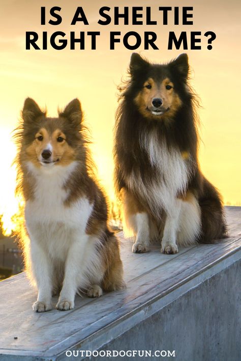 These are my top reasons why a Sheltie are a good fit for you and your family. On the other hand, I could also give you many reasons why a Sheltie would not suit you or your lifestyle. We will explore the Shetland Sheepdog good and bad points for a balanced perspective. While a Sheltie might be a good fit for you, more importantly, are you a good fit for a Sheltie? Let’s find out. #shelties #shetlandsheepdog #dogs #dogbreeds Names And Their Meanings, Sheltie Puppy, Puppy School, Shetland Sheepdog Puppies, Different Dog Breeds, Sheltie Dogs, Sheep Dog, Dog Fun, Hiking Dogs