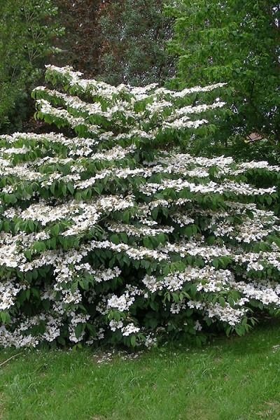 Wilson Bros Gardens 4 hrs ·  The unique lacecap flowers of Mariesii Viburnum! See all the pictures and get more details here- https://www.wilsonbrosgardens.com/Mariesii-Doublefile-Vibur…  A superior Viburnum selection, 'Mariesii' forms a full to the ground, 6-8 feet tall and 8-10 feet wide dome shaped mound that becomes literally covered with very pretty white flowers! https://www.facebook.com/wilsonbrosgardens/photos/pcb.2530741850345791/2530731253680184/?type=3&theater Doublefile Viburnum, Viburnum Plicatum, Mcdonough Georgia, Snowball Viburnum, Crape Myrtle, Shrub Roses, Garden Nursery, How To Attract Birds, Plant List