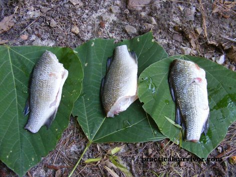 Primitive cooking methods Bug Out Binder, Stranded On Island, Food For Backpacking, Zombie Apocalypse Aesthetic, Bushcraft Food, Primitive Cooking, Edible Leaves, Food Storage Rooms, Meat Cooking