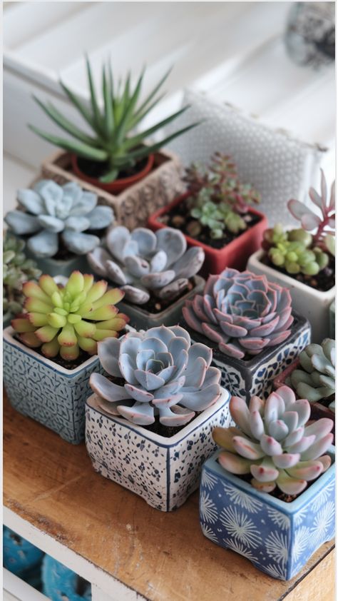 cutest succulent in pots Succulent Drawings, Cute Succulents, Bunny Ear Cactus, Succulents Drawing, Easy To Grow Houseplants, Opuntia Microdasys, Succulent Display, Ghost Plant, Succulent Planters