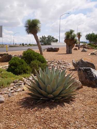 Yucca Gloriosa, Tequila Agave, Texas Landscaping, Yucca Rostrata, Xeriscape Landscaping, Texas Plants, Texas Native Plants, High Country Gardens, Barrel Cactus