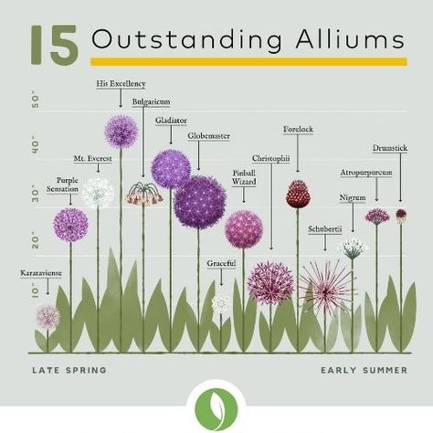 Allium Garden, Allium Flower, Flower Planting, Allium Flowers, Longfield Gardens, Hillside Landscaping, Purple Garden, Garden Bulbs, Spring Bulbs