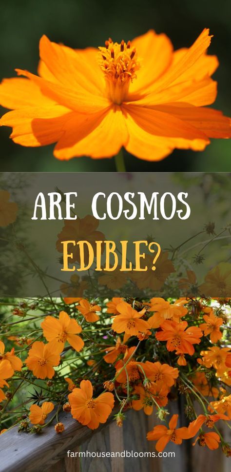 two pictures of edible flowers from cosmos sulphureus Cosmos Plant, Growing Cut Flowers, Cosmos Flowers, Annual Flowers, Flower Care, Edible Flowers, Country Gardening, Flower Farm, The Flowers