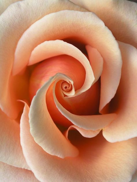 Photo Rose, Fleur Orange, Coming Up Roses, Colorful Roses, Foto Tips, Peach Roses, Love Rose, Love Flowers, White Rose