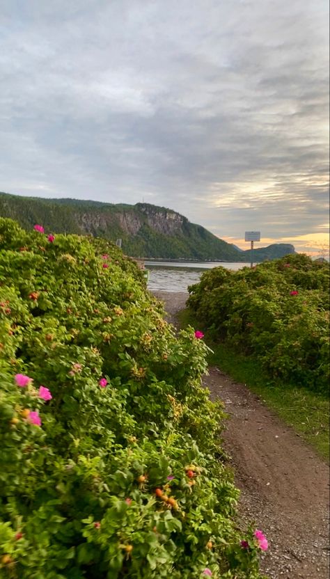 Quebec Aesthetic Summer, Quebec Aesthetic, Summer Aesthetic Flowers, Quebec Summer, Maritimes Canada, Canadian Summer, East Coast Aesthetic, East Coast Canada, Coast Aesthetic