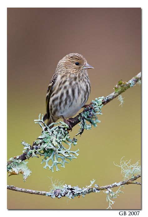 Birds PINE SISKIN Pine Siskin, Siskin, Nature Photography, Birds, Animals