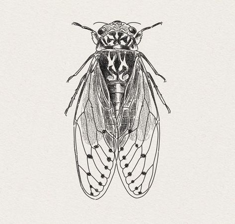 Rhinosaurus Beetle Tattoo, Cicada Drawing Illustration, Cicada Sketch, Cicada Drawing Tattoo, Cicada Line Art, Cicada Shell Tattoo, Cicada Tattoo Design, Cicada Illustration, Traditional Insect Tattoo