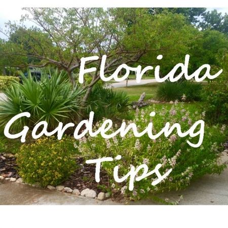 Florida Gardening tips Mulberry Fruit, Planting Fruit Trees, Florida Flowers, Food Forest Garden, Fruit Bearing Trees, Water Time, Best Edibles, Florida Food, Florida Gardening