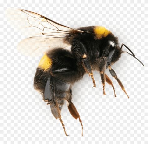 Bumble Bee Flying, Bumble Bee Images, Bee Plates, Bee Flying, Working Bee, Bee Images, Modern Agriculture, Bee Painting, Bee Photo