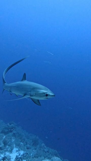 Beautiful Sharks Photography, Pelagic Thresher Shark, Thresher Shark Wallpaper, Scalloped Hammerhead Shark, Sharks Cute, Shark Wallpaper Iphone, Shark Photography, Hammer Shark, Maya Picture