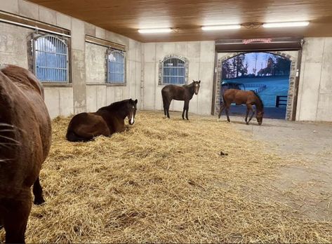 Horse Breeding Facility, House With Horse Stalls, Run In Horse Shelter, Horse Stall With Runs, Horse Barn Ideas, Equine Facility Design, Horse Run In Shelter With Tack Room, Horse Farm Layout, John Madden