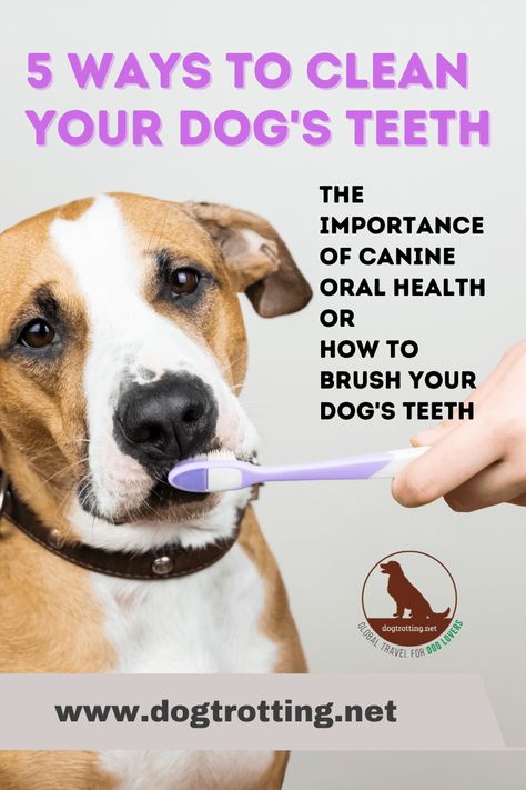 Clean Dogs Teeth, Water Additives, Shih Tzu Training, Dog Dental Chews, Pet Dental Care, Dog Dental Health, Dogs Teeth, Dog Toothpaste, Dental Health Month