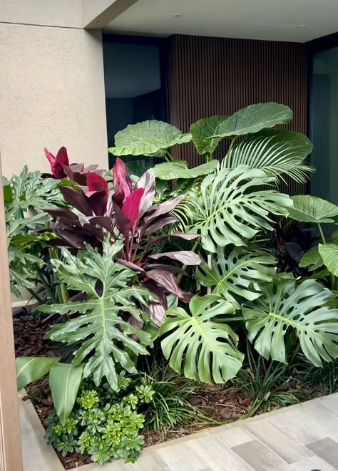 Tropical Front Garden Design, Monstera Landscaping, Small Shady Garden Ideas, Elephant Ears Plants Landscaping, Small Home Garden, Front Yard Design Ideas, Yard Design Ideas, Garden Home Ideas, Yard Landscape Ideas