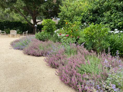 Montecito Hedgerow - Farmhouse - Landscape - Santa Barbara - by Montecito Landscape | Houzz Decomposed Granite Landscaping, Edgers Landscape, Decomposed Granite, Drought Tolerant Landscape, Creeping Jenny, Full Sun Plants, Farmhouse Landscaping, Landscape Design Plans, Landscape Designs