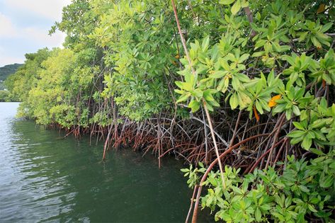 Coastal mangrove forest in the area of the Sandy Island Oyster Bay Marine Protected Area (SIOBMPA) at Carriacou, Grenada. Sandy Island Oyster Bay Marine Protected Area, designed with the support of the Conservancy, was officially launched by Grenada in July 2010. The new reserve is one of three new marine protected areas the country will launch to help improve the management of the country’s marine resources and protect coastlines from errosion . Grenada and St. Vincent and the Grenadines are lo What Is Resilience, St Vincent And The Grenadines, Artificial Reef, Mangrove Swamp, Mangrove Forest, Oyster Bay, St Vincent, Time And Space, Coral Reef