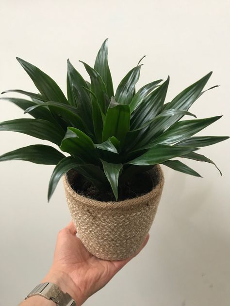 Corn Plant Indoor Care, Corn Plant Indoor, Janet Craig Plant, Dracaena Plant Care, Dracena Plant, Dracaena Compacta, Monstera Plant Care, Jenny Craig, Dracaena Plant