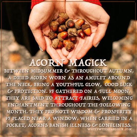 acorn-magick                                                                                                                                                     More Magick Spells, Eclectic Witch, Hedge Witch, Pagan Witch, Witch Spell, Herbal Magic, White Witch, Wiccan Spells, Spells Witchcraft