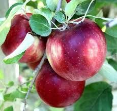 Espalier Trees — Raintree Nursery Cosmic Crisp Apple, Popular Pies, Espalier Fruit Trees, Purple Fruit, Crisp Apple, Apple Varieties, Washington State University, Peach Trees, Apple Orchard