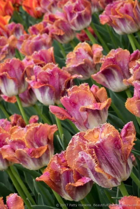 Wedding Design Board, Growing Tulips, Miami Sunset, Fantastic Flowers, Cats Pictures, Spring Bulbs, Beautiful Flowers Pictures, Green Garden, Botanical Flowers