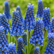 Spring Blooming Flowers, Grape Hyacinth, Floribunda Roses, Spring Hill Nursery, Perennial Bulbs, Clematis Vine, Magic Garden, Blue Magic, Rose Trees