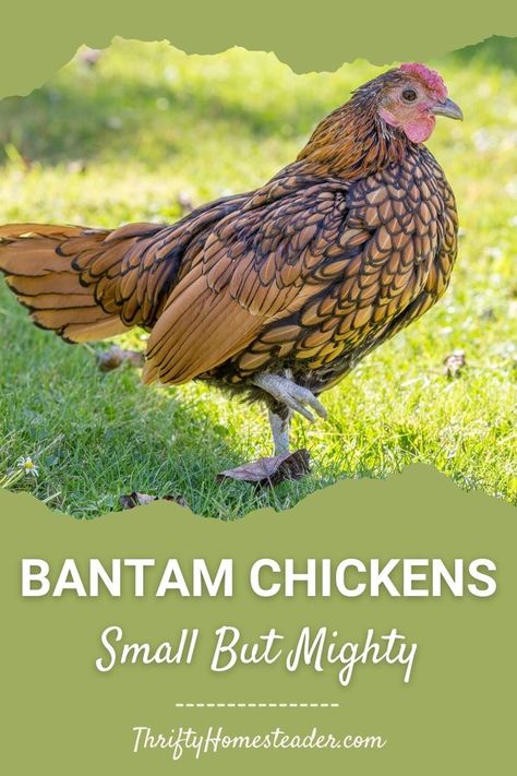 Bantam Chickens Breeds, Breed Chickens, Raising Chickens For Beginners, Chickens Breeds, Bantam Chicken Breeds, Chickens For Beginners, Bantam Chickens, Tiny Farm, Types Of Chickens