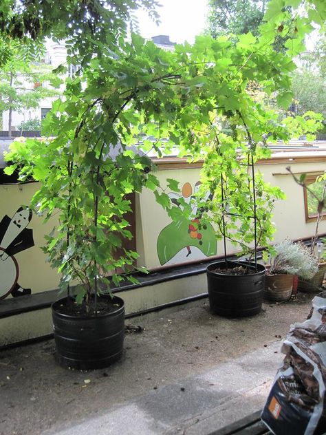 Here's a creative idea - make an edible living arch over a door. This is a grape vine but any vigorous climber eg runner beans would work great. (I spotted this on Regents Canal in London). Grape Vine In Container, Edible Vines Plants, Grape Plant Trellis, Grape Garden Ideas, Grape Trellis Ideas Diy, Grape Arch, Entry Arbor, Grapevine Trellis, Hops Trellis