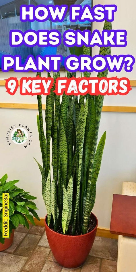 "Discover how fast Snake Plants (Sansevieria Trifasciata) grow with our  guide on 9 essential factors! Learn about optimal Snake Plant care,  including the best soil types for healthy growth, and explore various Snake  Plant varieties like Sansevieria Laurentii, Sansevieria Cylindrica, and  Sansevieria Moonshine. Uncover the common factors that influence plant  growth and get tips for nurturing your Mother-in-Law Plant (Mother In Law  Tongue) to thrive." Mother In Law Tongue Plant, Plants In Glass Bowl, Sansevieria Moonshine, Mother In Law Plant, Snake Plant Indoor, Cane Plant, Snake Plant Varieties, Indoor Cactus Plants, Gardening Inside