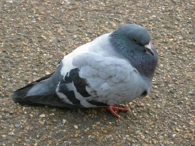 Pigeon Reference, Fat Pigeon, Pigeon Sitting, Feral Pigeon, Cute Pigeon, Fat Bird, Wood Pigeon, Dove Pigeon, Mo Willems